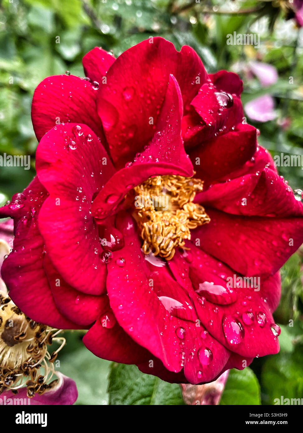 Rain drops on a Rose Stock Photo