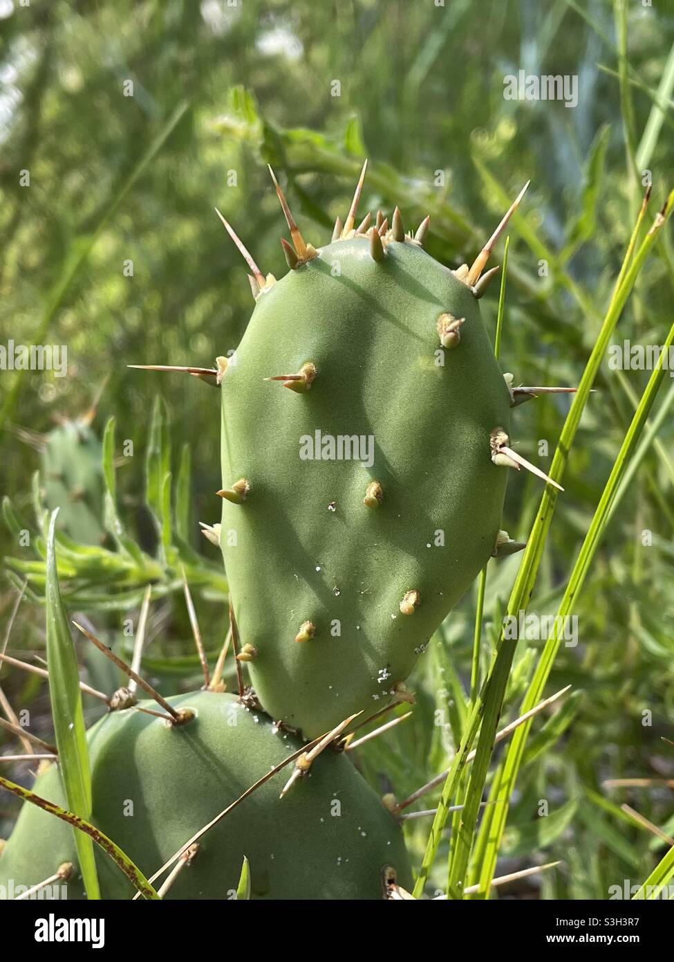 Cactus in a Florida forest - Smartphone Captured Stock Image
