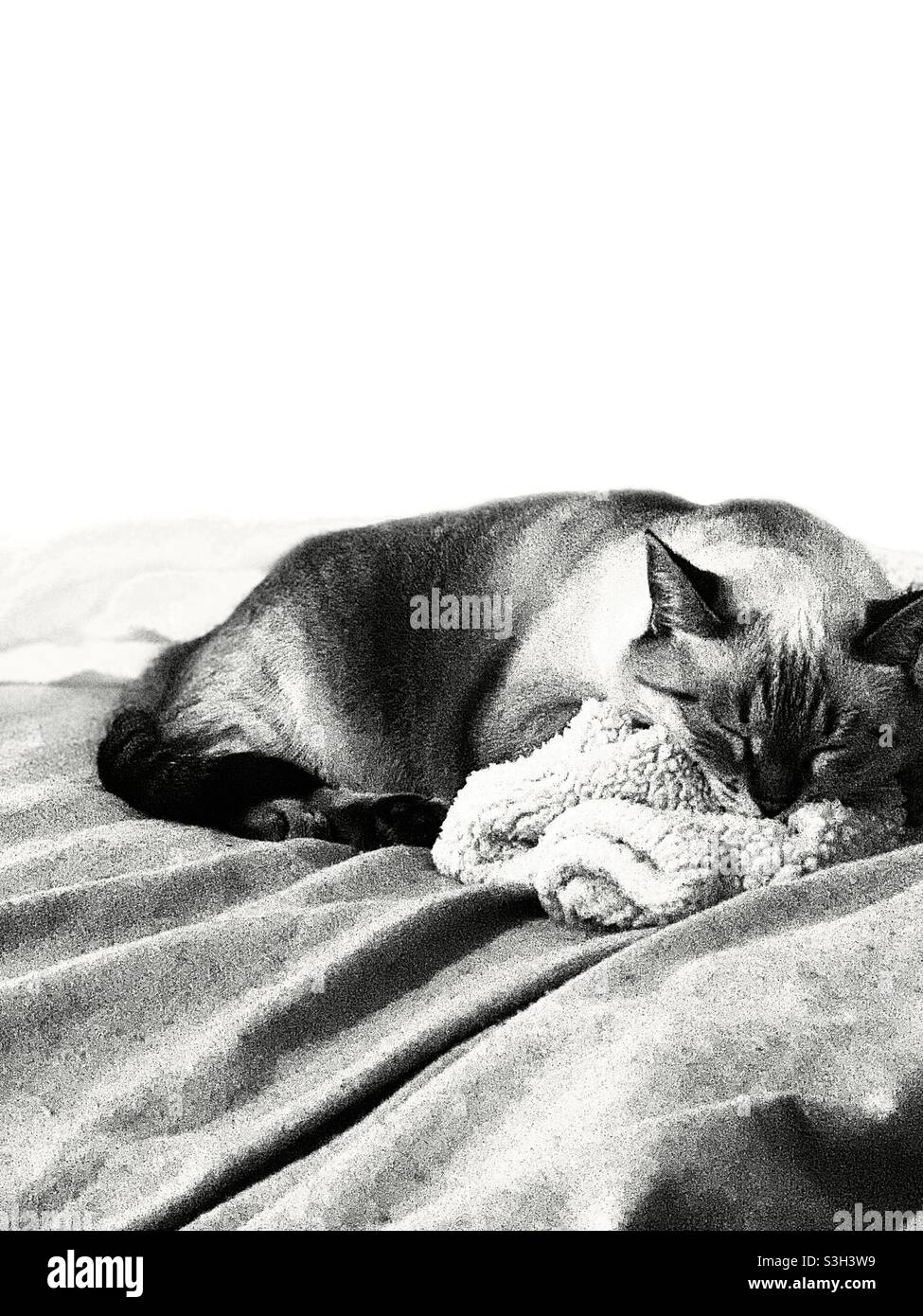 Gattina che dorme foto bianco e nero Stock Photo