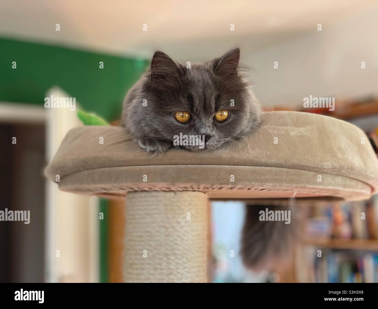 Face of young Blue Persian cat resting on top of a cat tree. - Smartphone Captured Stock Image