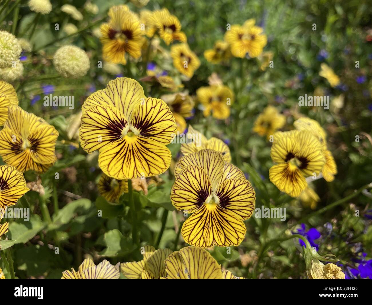 Yellow pansies in garden Stock Photo