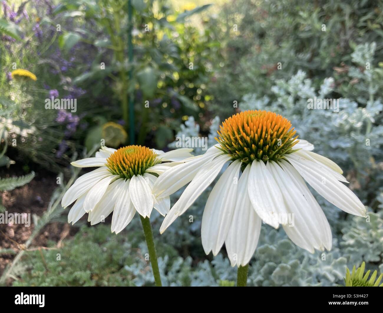 White rudbeckia flowers in garden Stock Photo