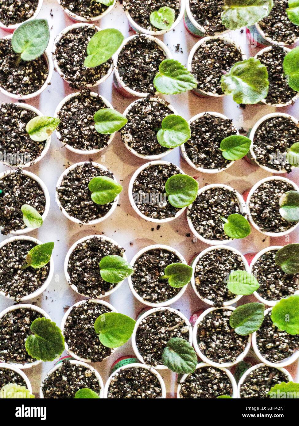 Rows of African violet cuttings in tiny pots. - Smartphone Captured Stock Image