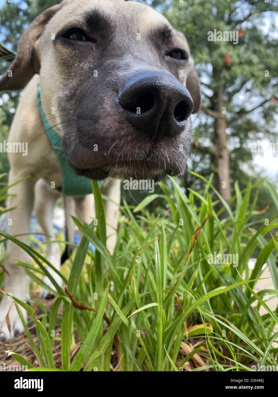 Low angle view of dog making funny face. - Smartphone Captured Stock Image