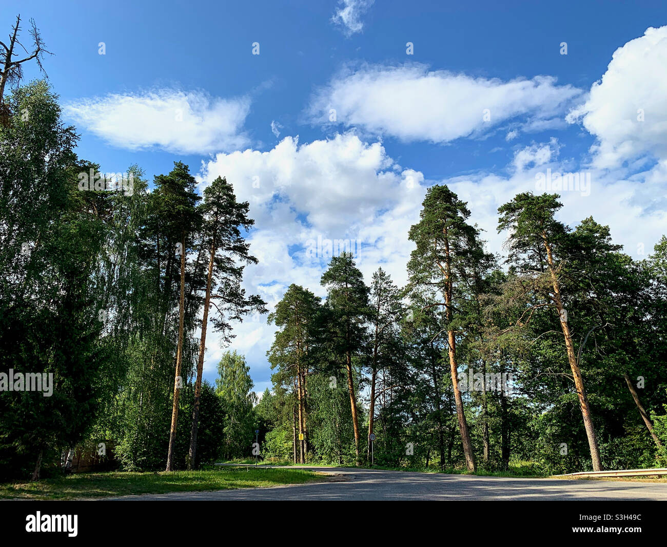 group of tall pine trees against a cloudy sky background - Smartphone Captured Stock Image