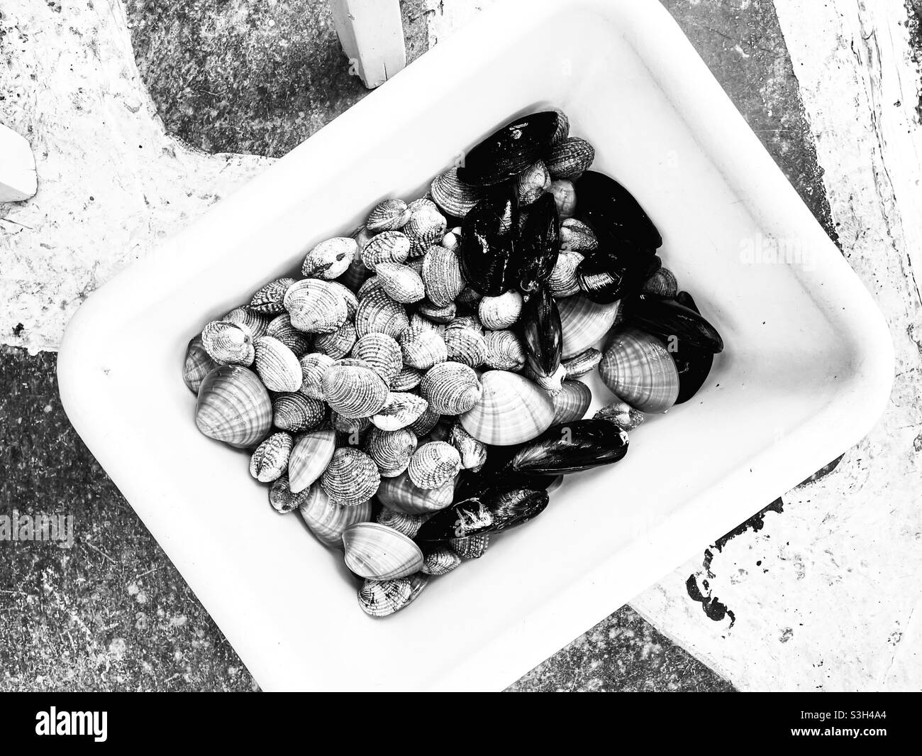 Various fresh seashell in a white box. Black and white photo. Stock Photo