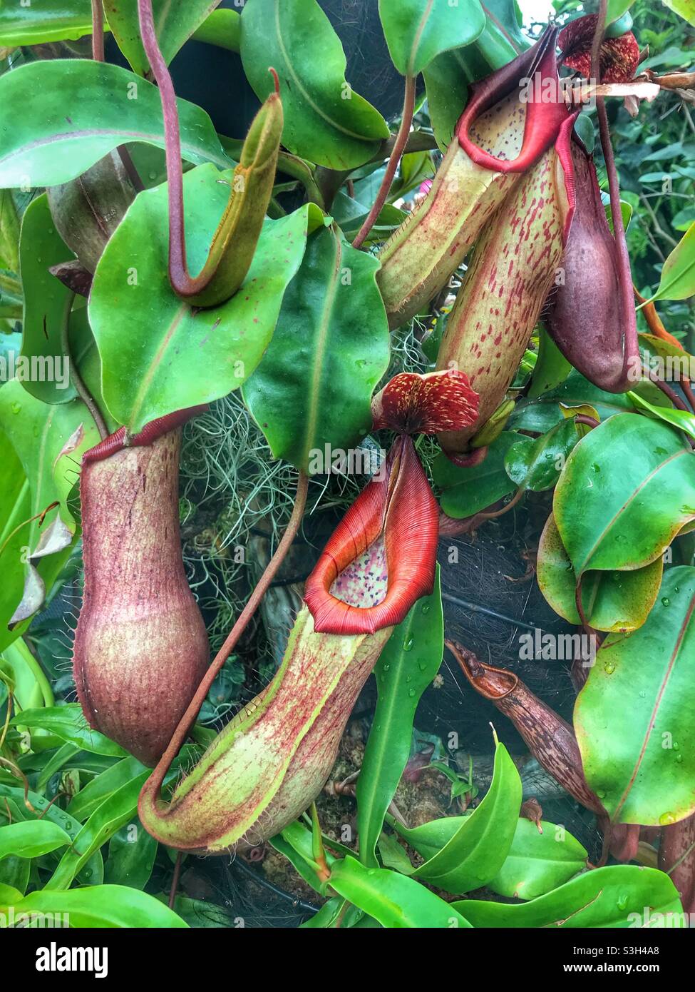 Nepenthes tropical pitcher plants at Gardens by the Bay, Singapore