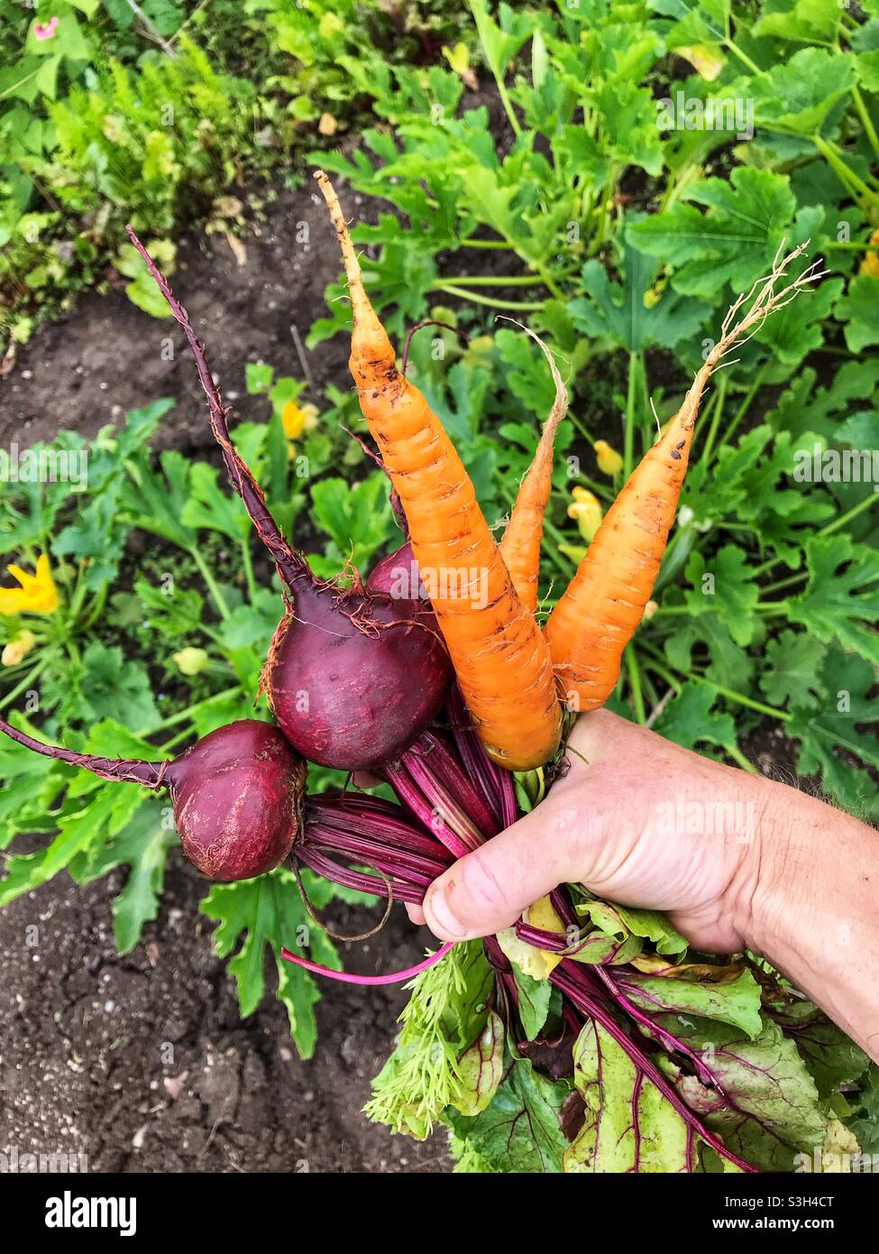 Homegrown fresh organic carrots and beetroot from a garden allotment July 2021 UK - Smartphone Captured Stock Image