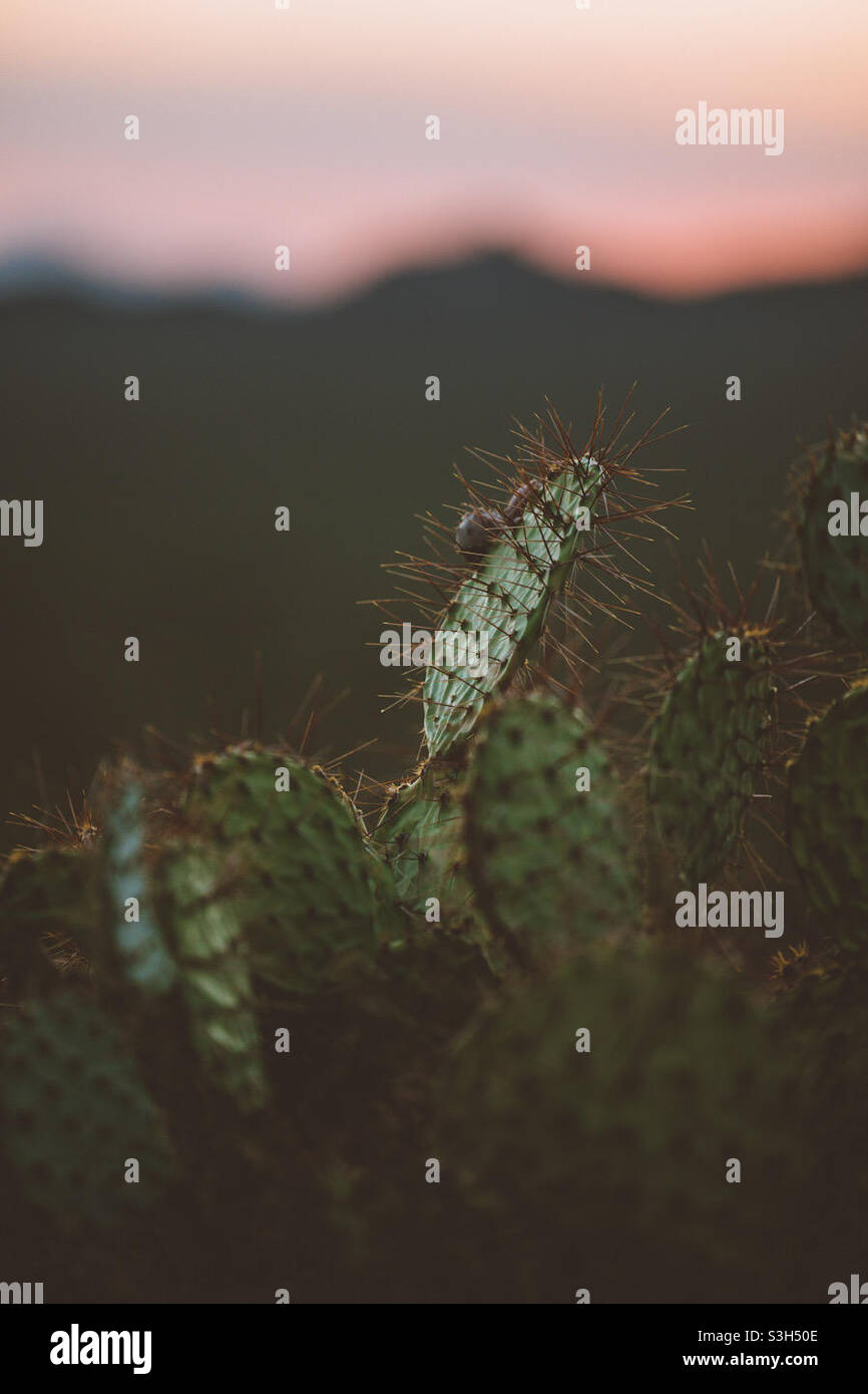 Cactus Sunset - Smartphone Captured Stock Image
