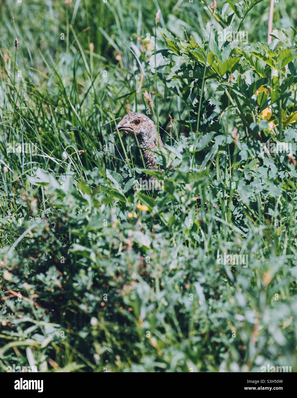 Ptarmigan - Smartphone Captured Stock Image