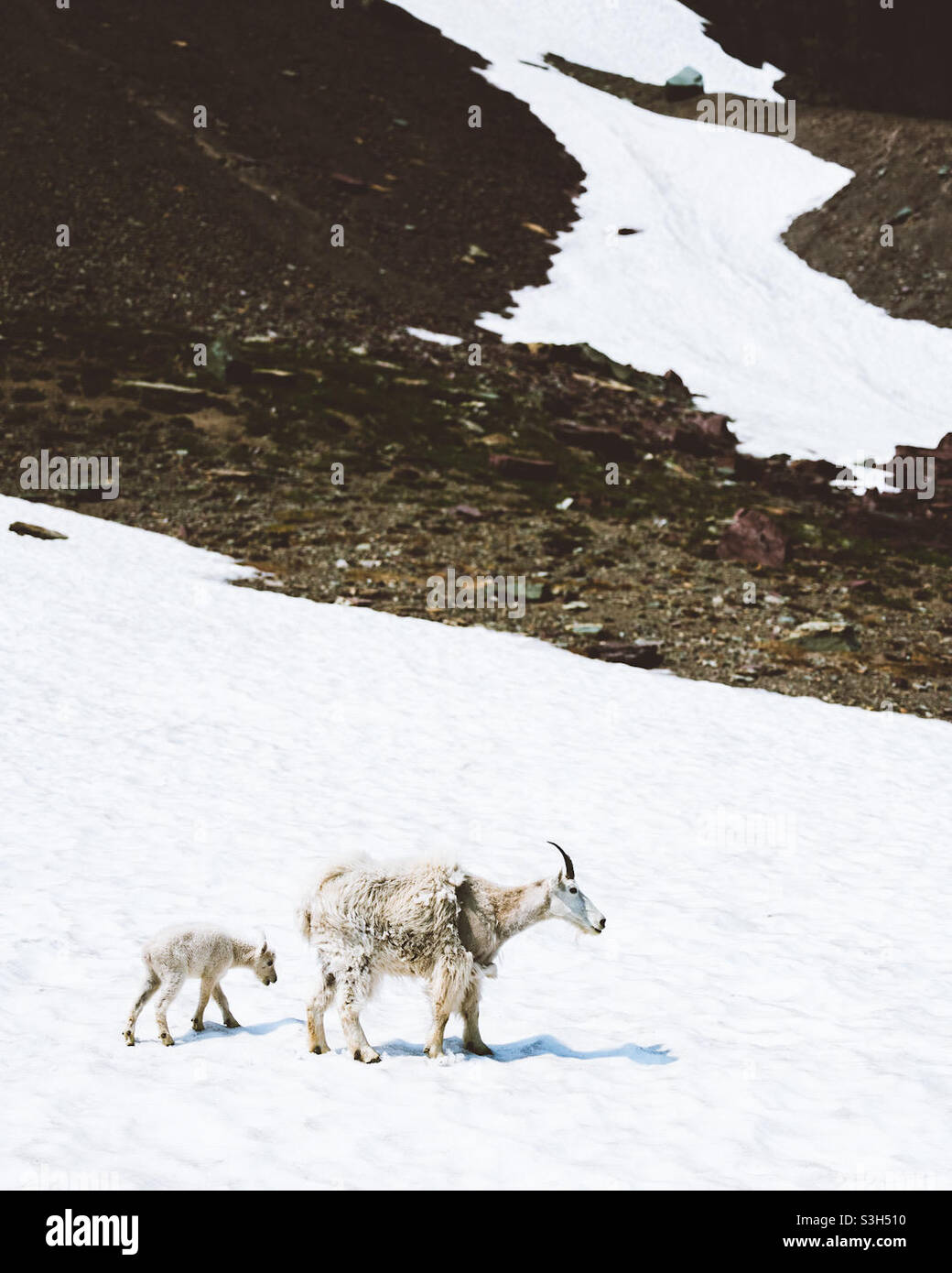 Mountain Goat Mom and Kid Stock Photo - Alamy