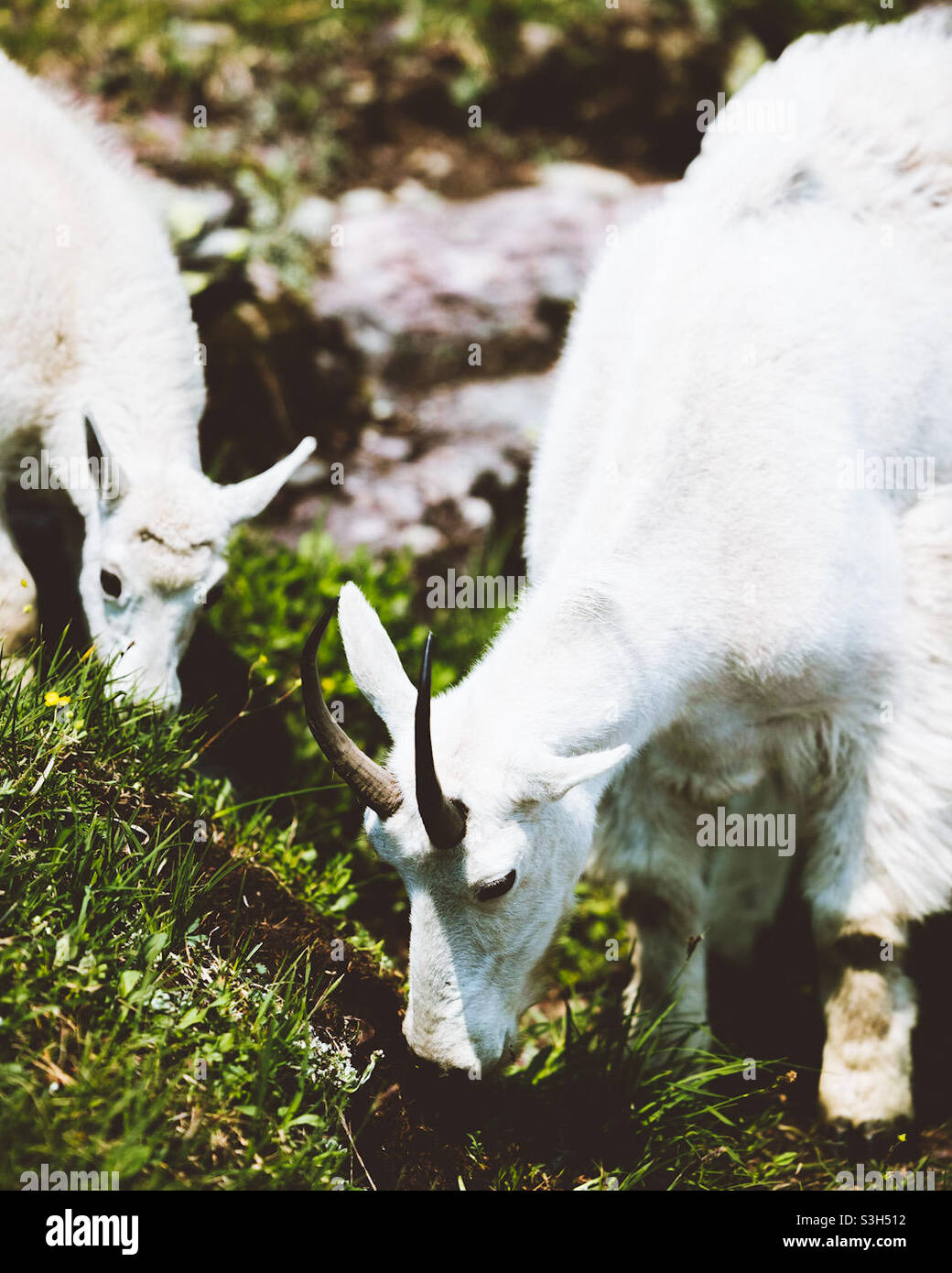 Mountain Goat Mom and Kid Stock Photo - Alamy