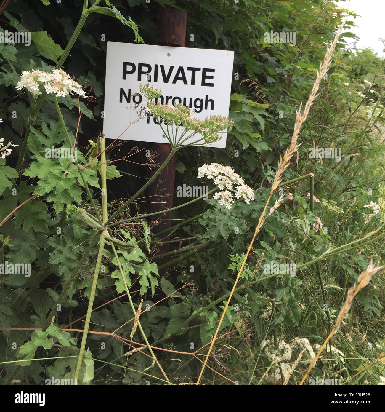 Private No Through Road sign in hedgerow Stock Photo
