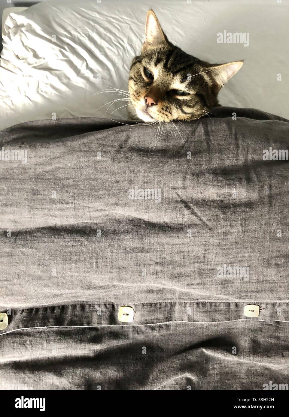 Cat sleeping in bed - Smartphone Captured Stock Image