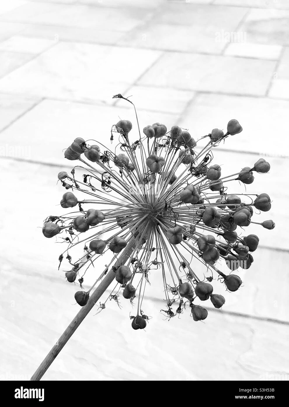 Black and white Allium seedhead Stock Photo