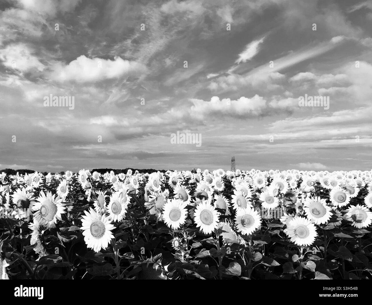 Field Of Sunflowers Black and White Stock Photos & Images - Alamy