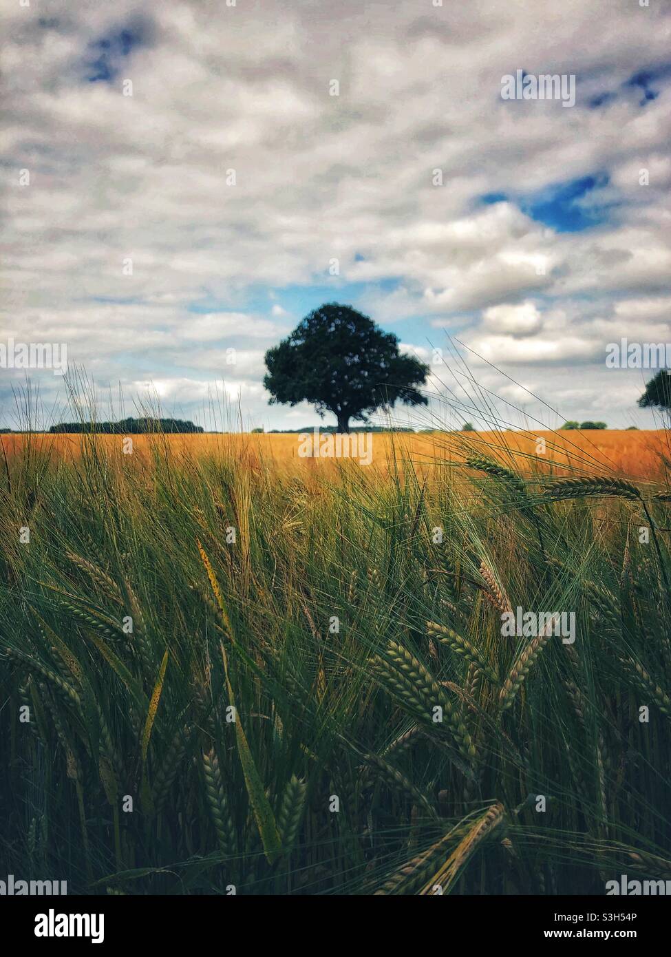 A nature background image of fields of golden wheat or barley and alone tree in the distance Stock Photo