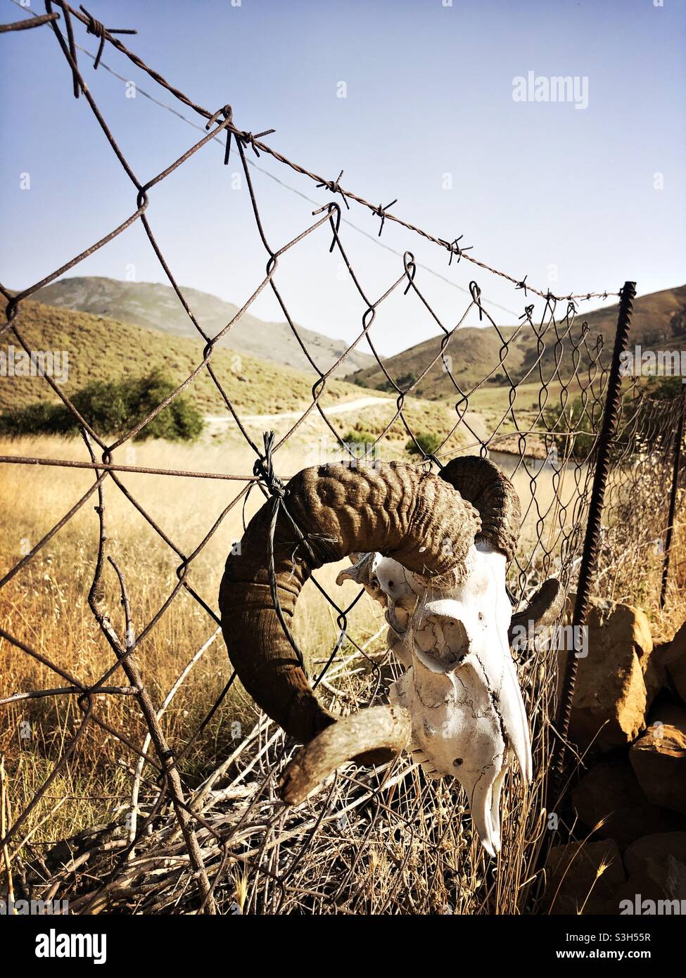Skull of a goat hanging on a fence in a rural area Stock Photo - Alamy