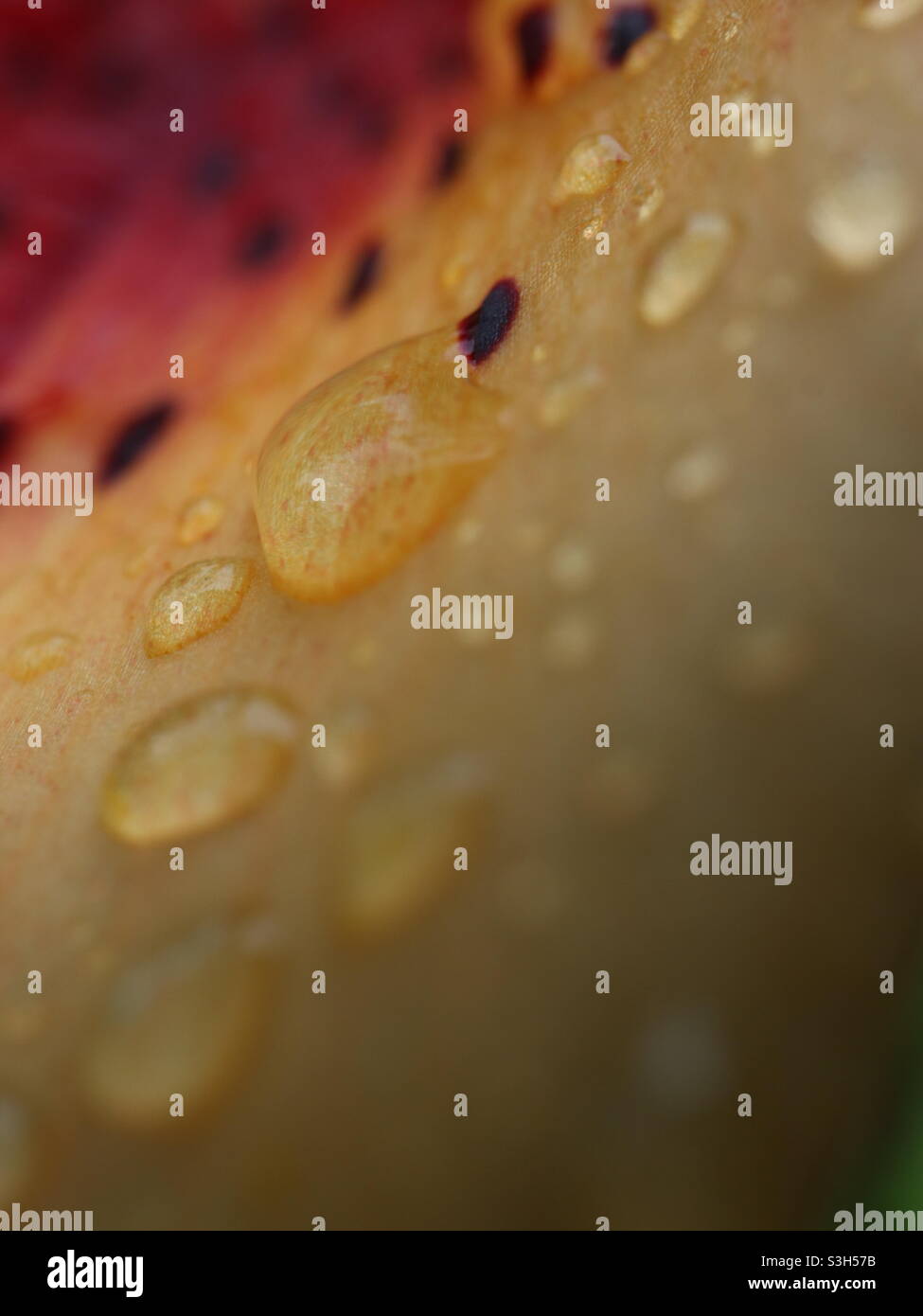 Raindrops on lily leaf Stock Photo - Alamy
