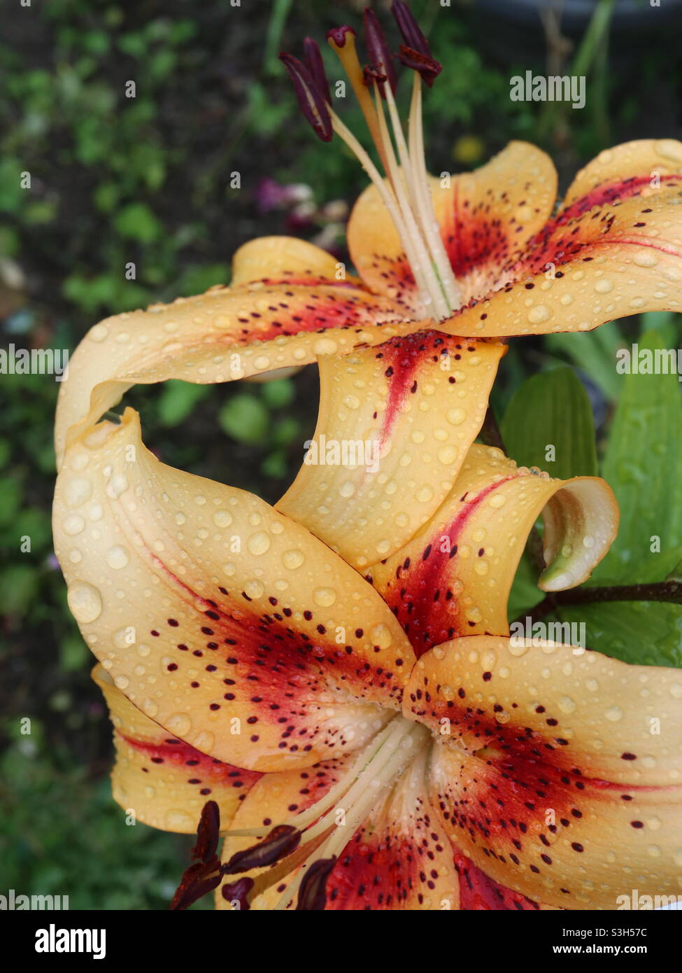 Hotel California Lily Stock Photo - Alamy