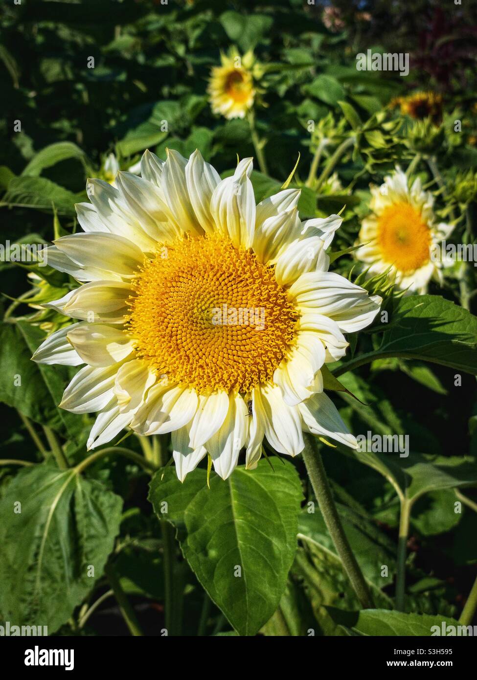 White flowers with yellow centers hires stock photography and images