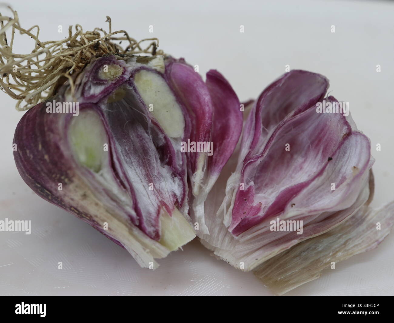 Home Grown Purple Garlic - Smartphone Captured Stock Image