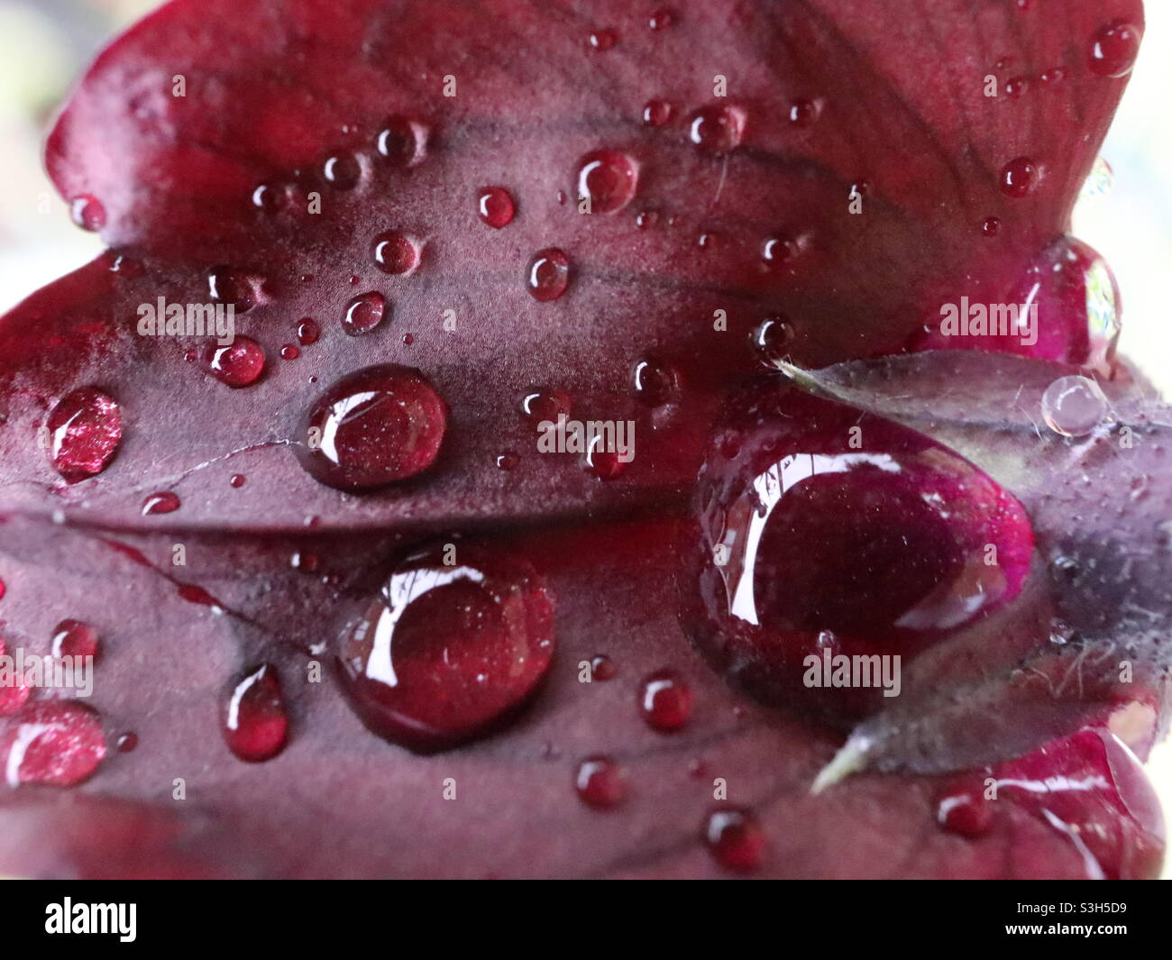 Sweet Pea in the rain - Smartphone Captured Stock Image