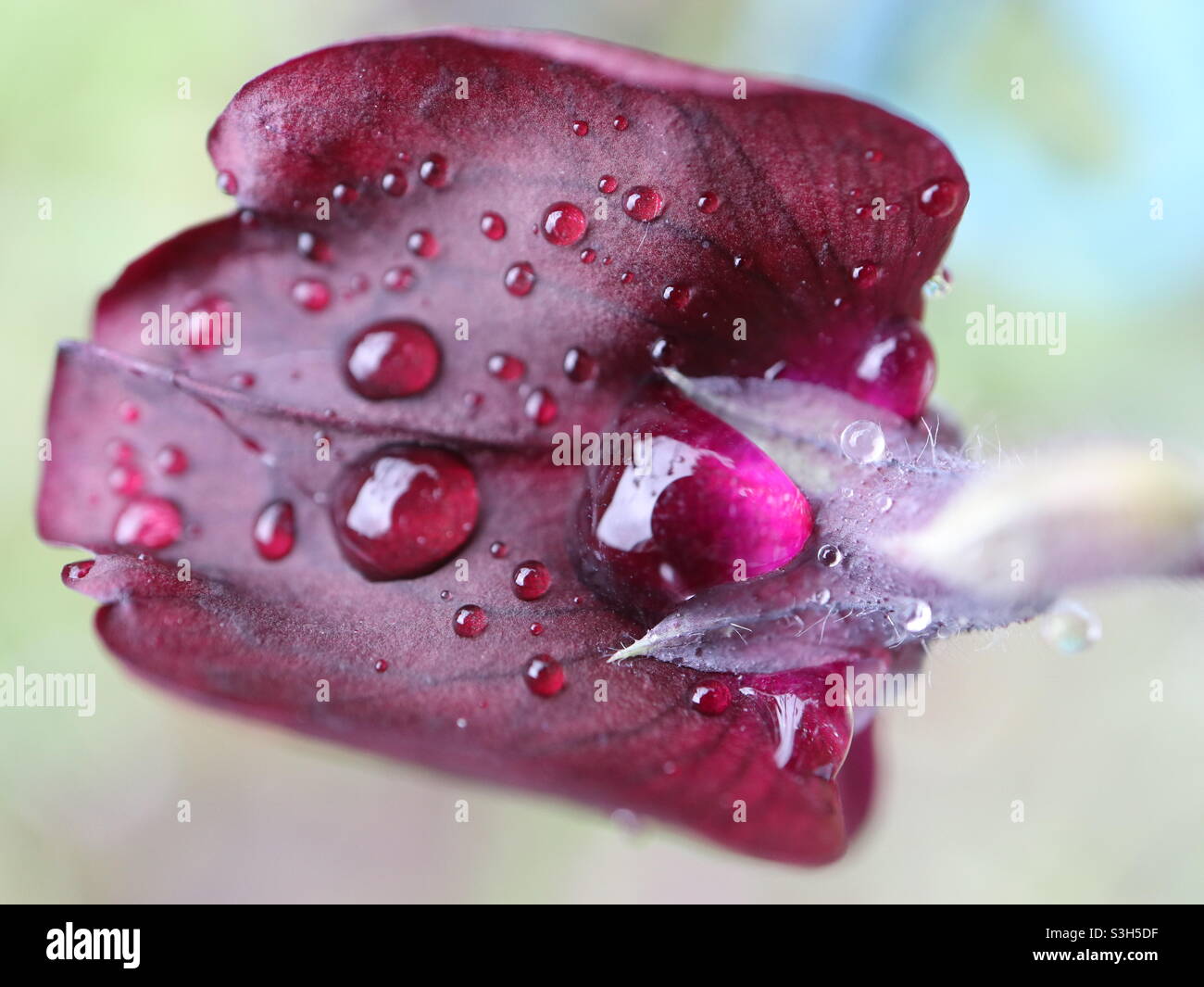 Sweet pea in the rain - Smartphone Captured Stock Image