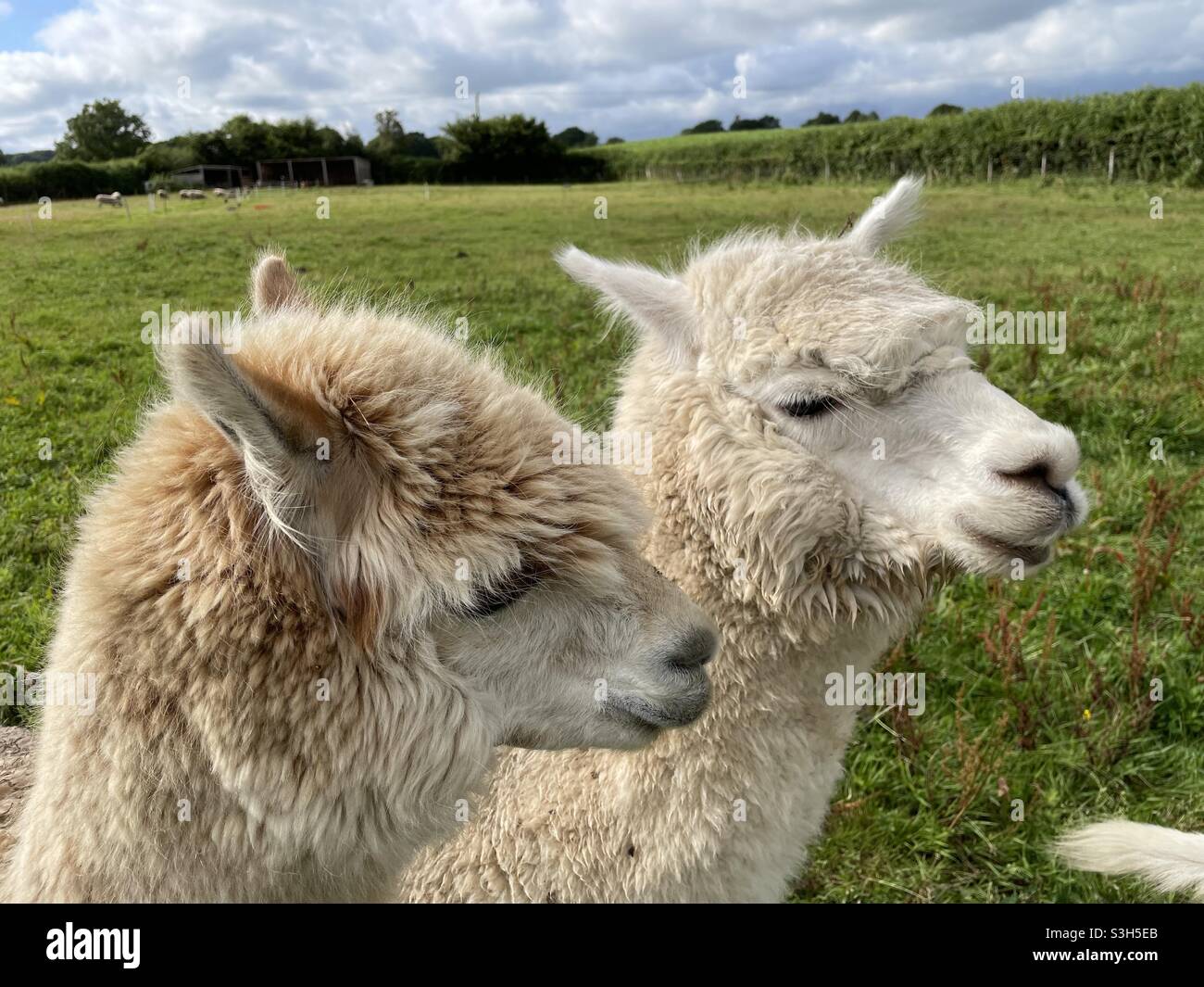 Two Alpacas Stock Photo