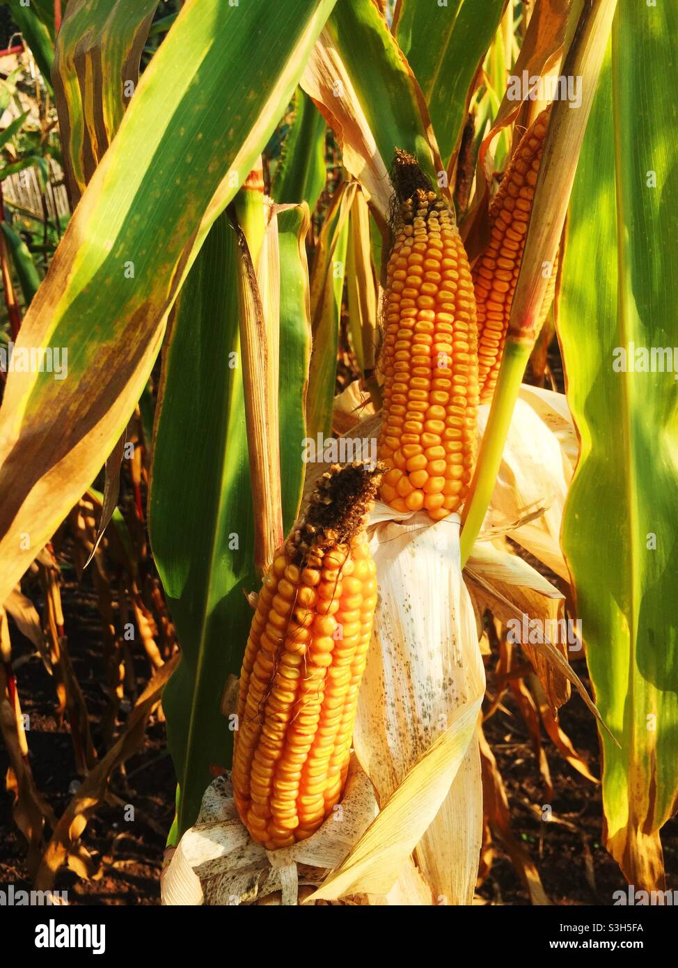 Corn plants with ripe corn cobs Stock Photo - Alamy