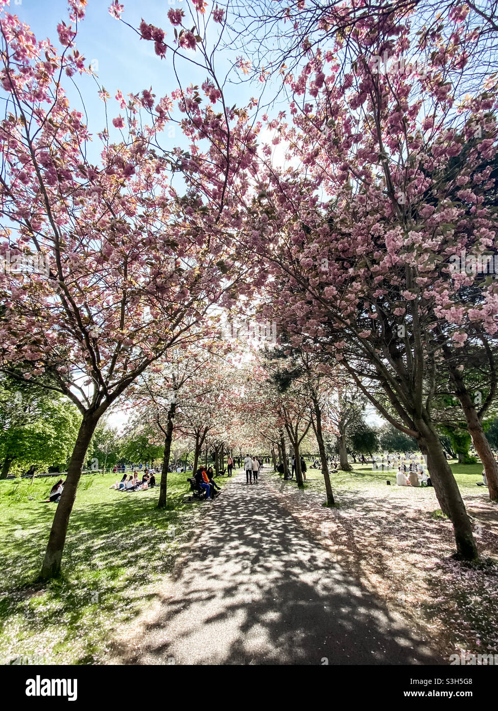 Cherry Blossom avenue Stock Photo Alamy