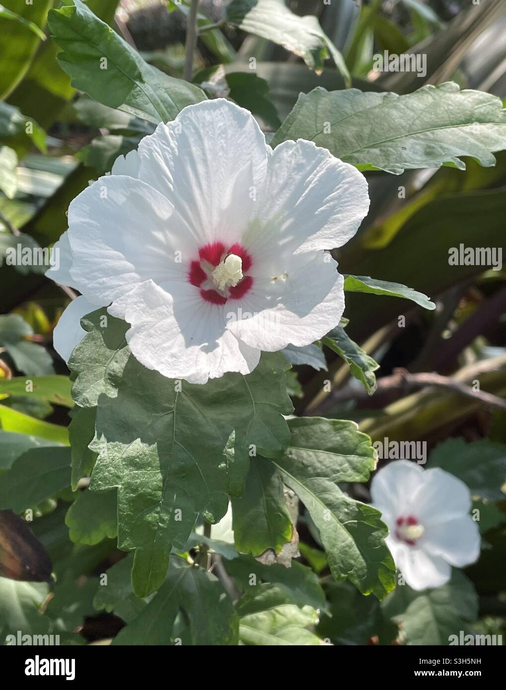 White marshmallow flowers Stock Photo Alamy