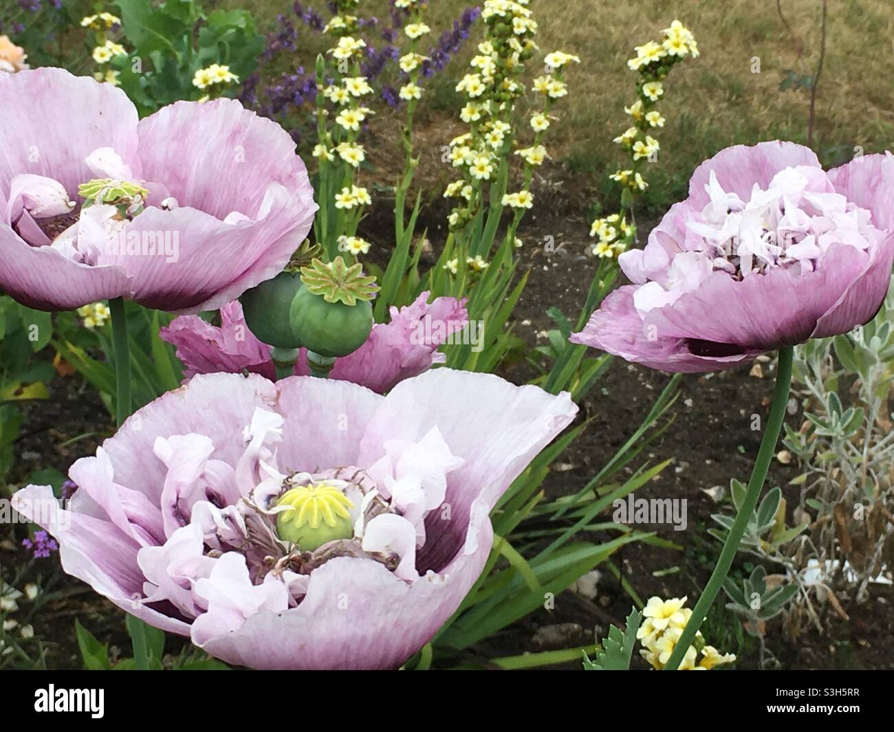 Frilly pink poppies in full summer bloom Stock Photo