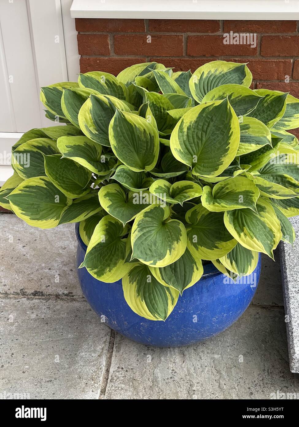 Variegated hosta in a blue glazed plant pot container Stock Photo