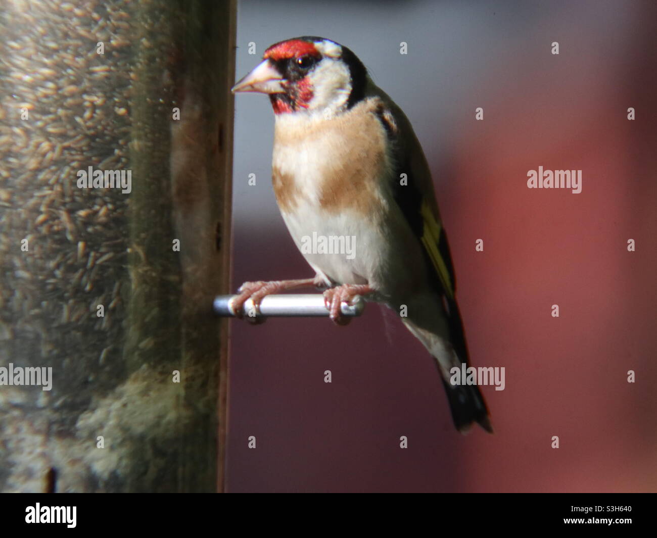 Goldfinch at feed in the evening sunshine Stock Photo
