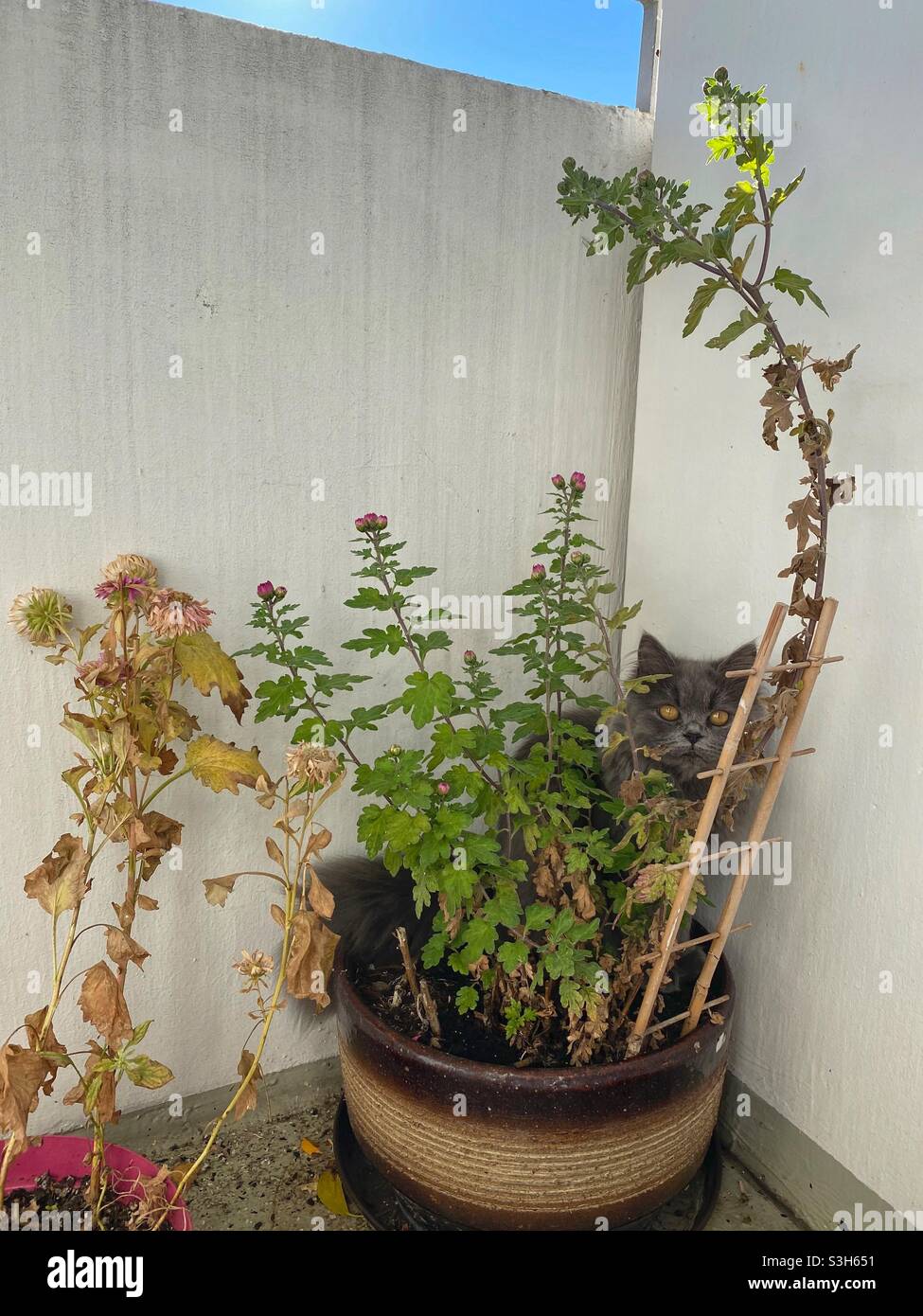 Young Blue Persian cat hiding in balcony flowers. - Smartphone Captured Stock Image
