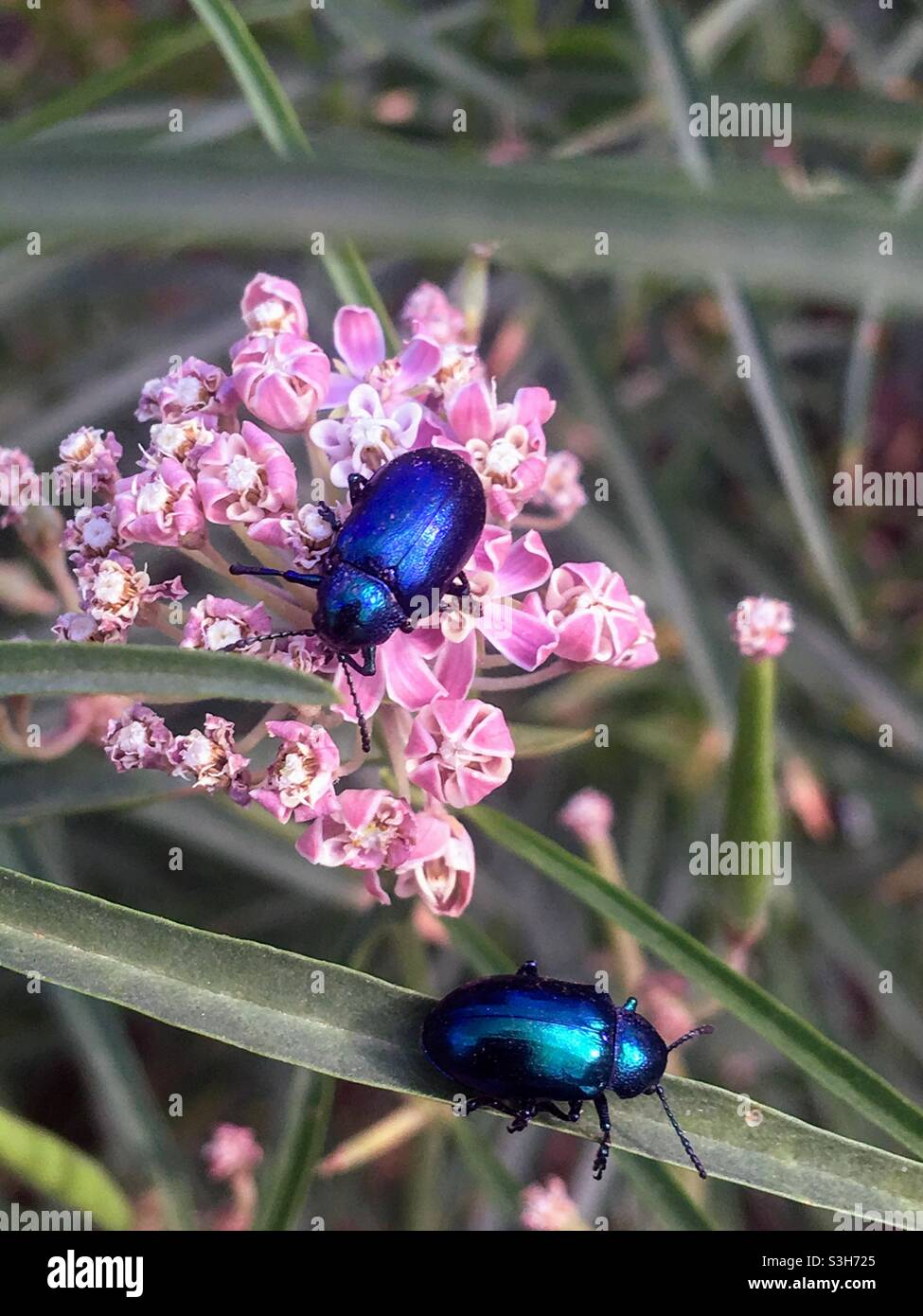Blue mint beetle Stock Photo Alamy