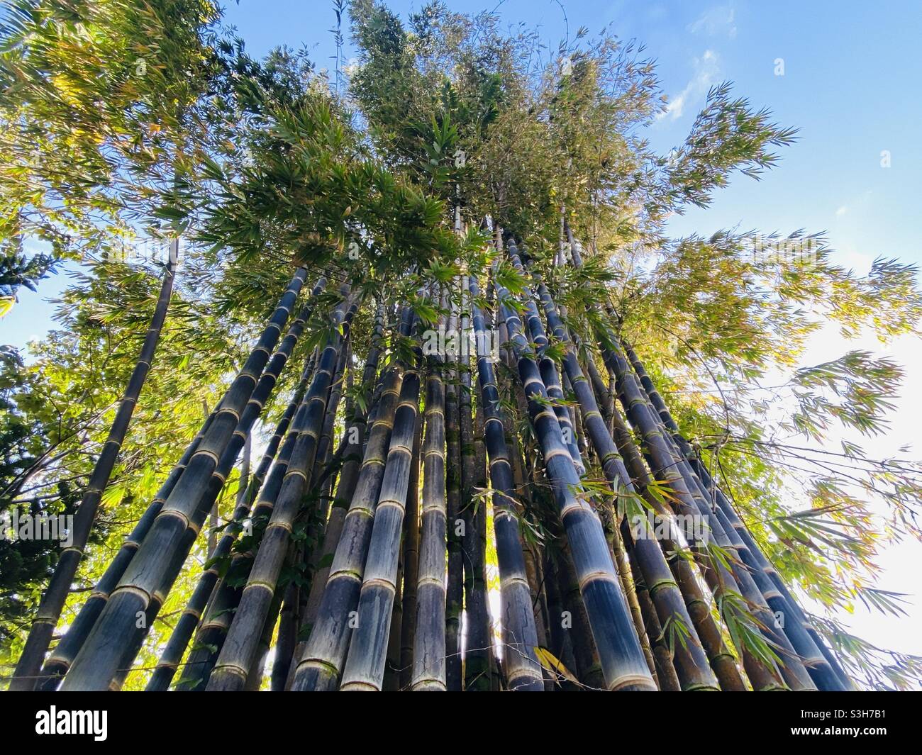 Cluster of giant bamboo in Hawaii - Smartphone Captured Stock Image