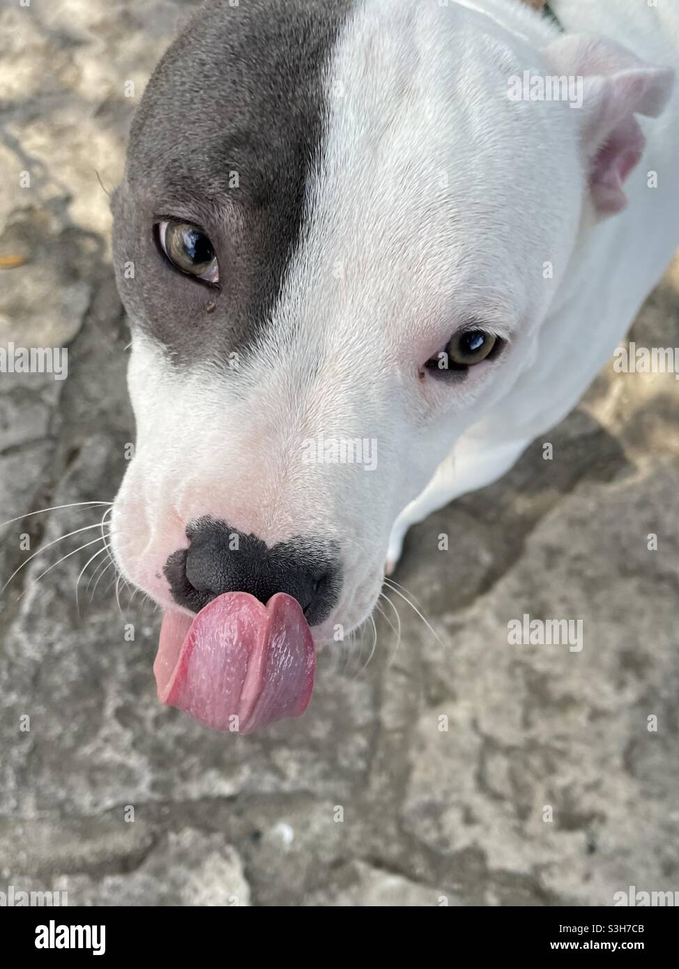 Doggy  tongue Stock Photo