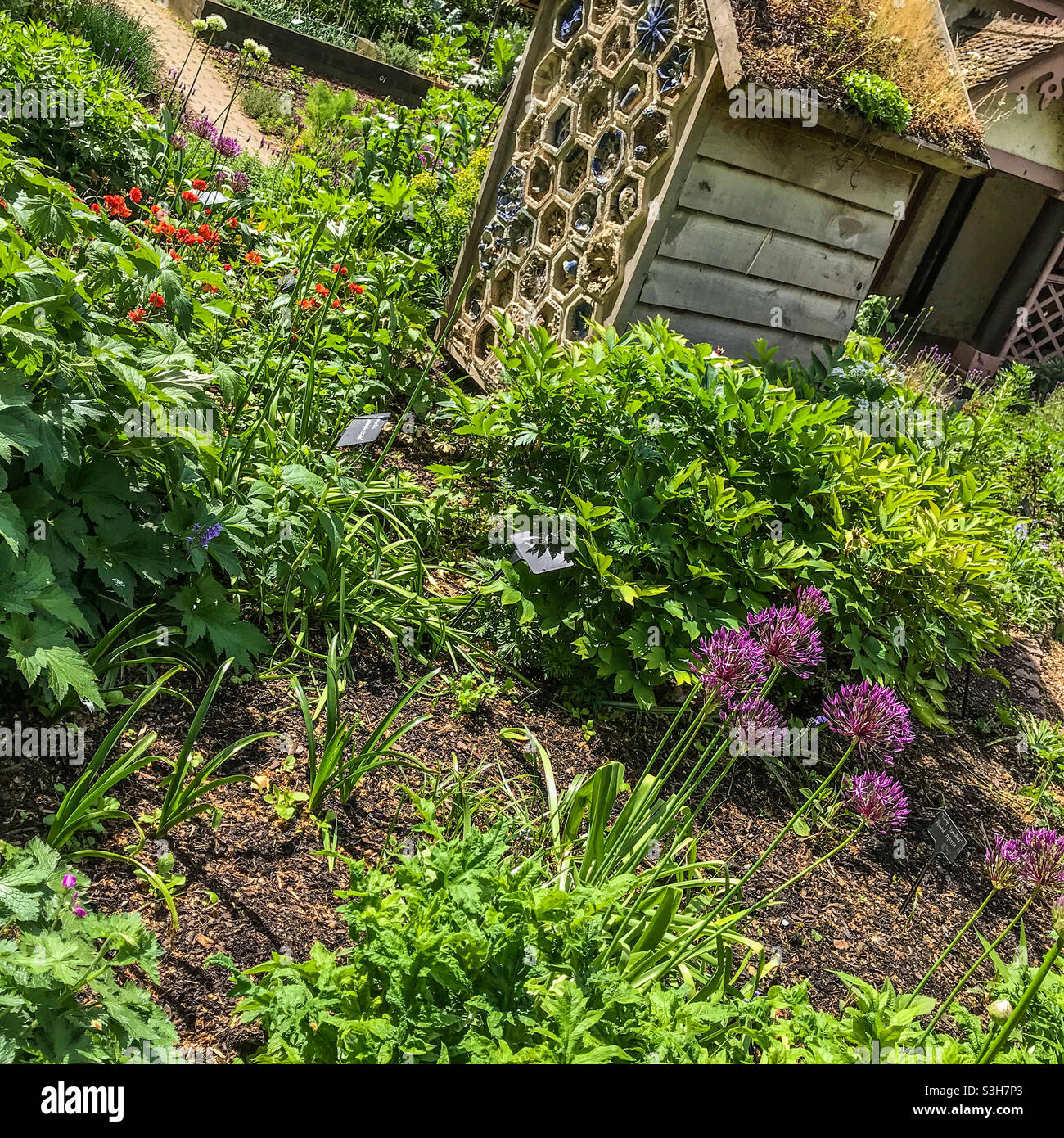 Duck house garden, St James park, London - Smartphone Captured Stock Image
