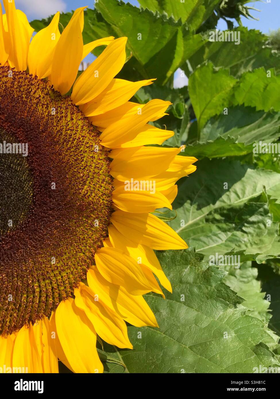 Sunflower in summer July UK - Smartphone Captured Stock Image