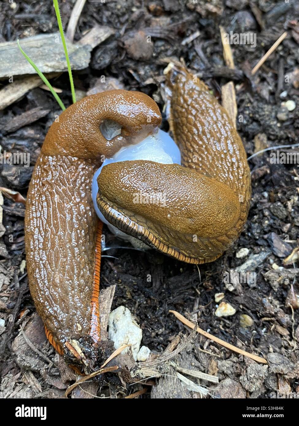 Two slugs mating. Stock Photo