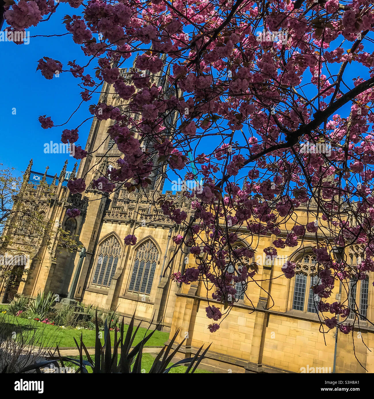 Manchester cathedral in spring Stock Photo - Alamy