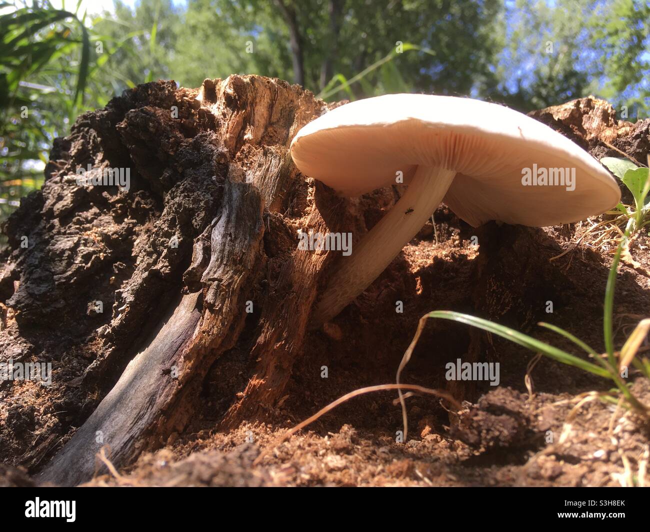 Pluteus pellitus fungus mushroom growing on decaying tree log, Hungary Stock Photo