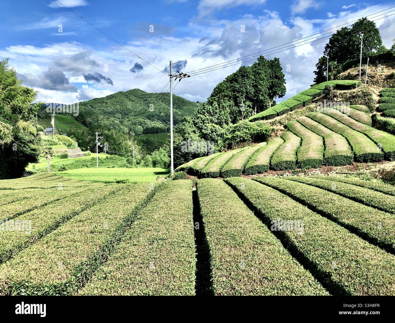 Green tea fields in Uji, Kyoto, Japan Stock Photo Alamy