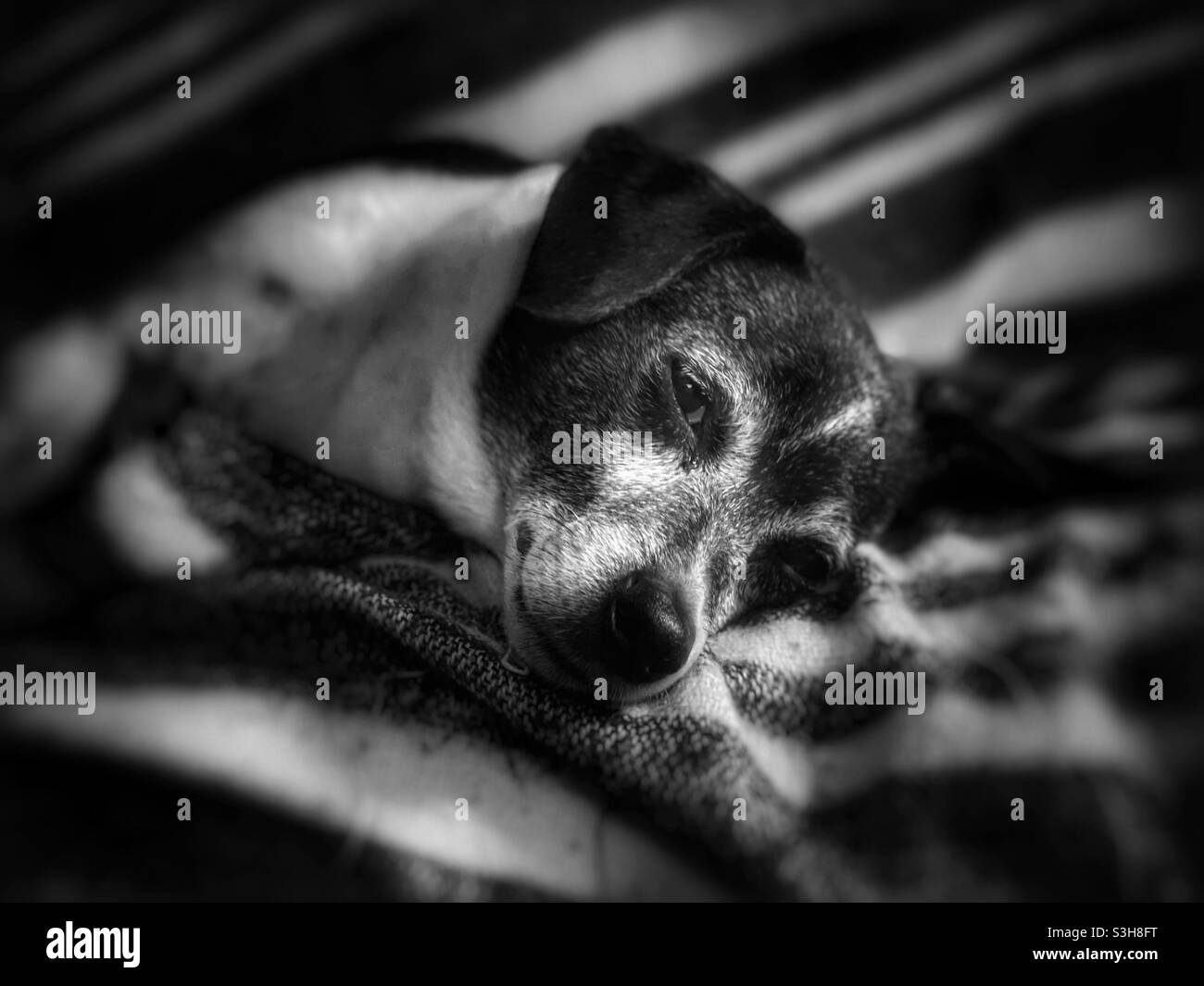 Older black and white dog laying on a black and white striped blanket Stock Photo