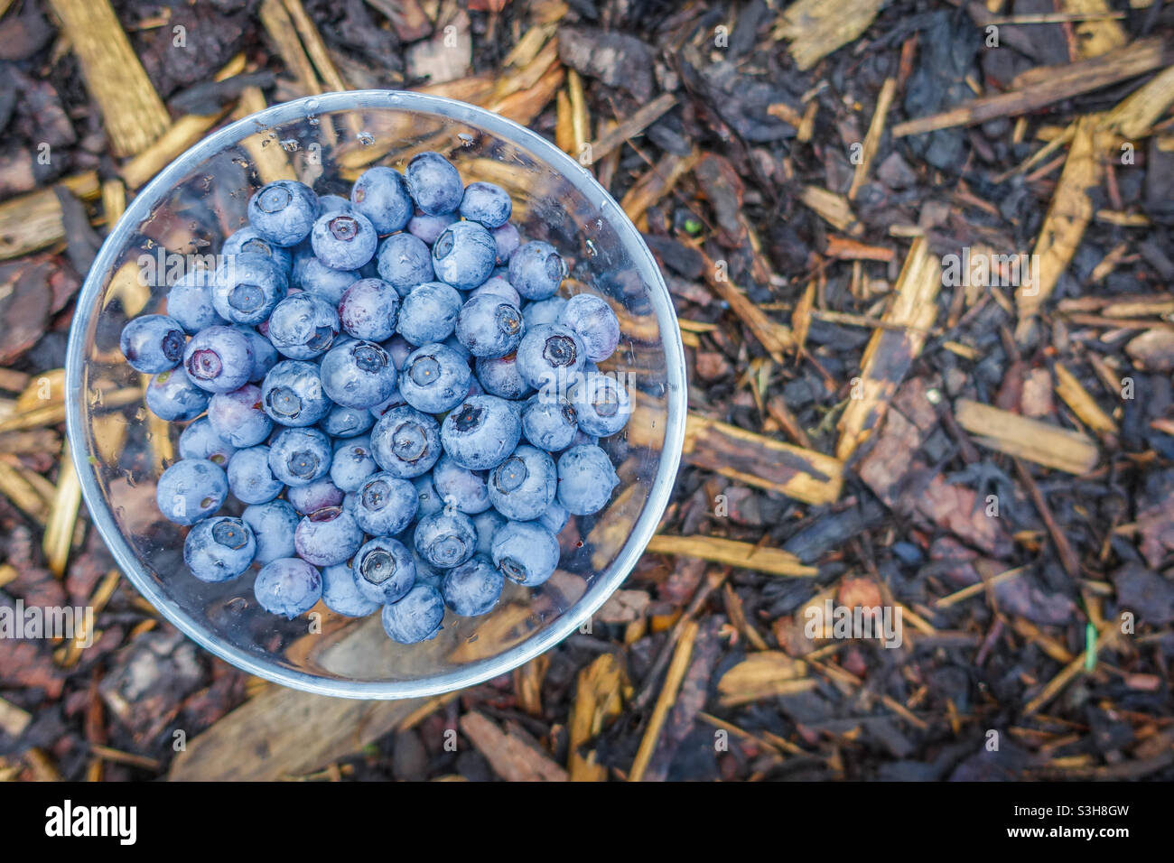 Blueberries in a glass bowl on a brown bark background - Smartphone Captured Stock Image