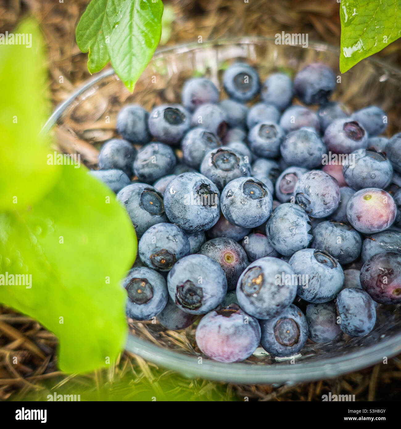 Blueberries in a glass bowl - Smartphone Captured Stock Image