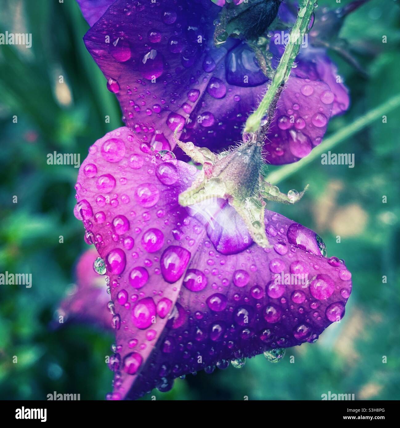 A close up photograph of vibrant purple sweet pea flowers in the rain - Smartphone Captured Stock Image