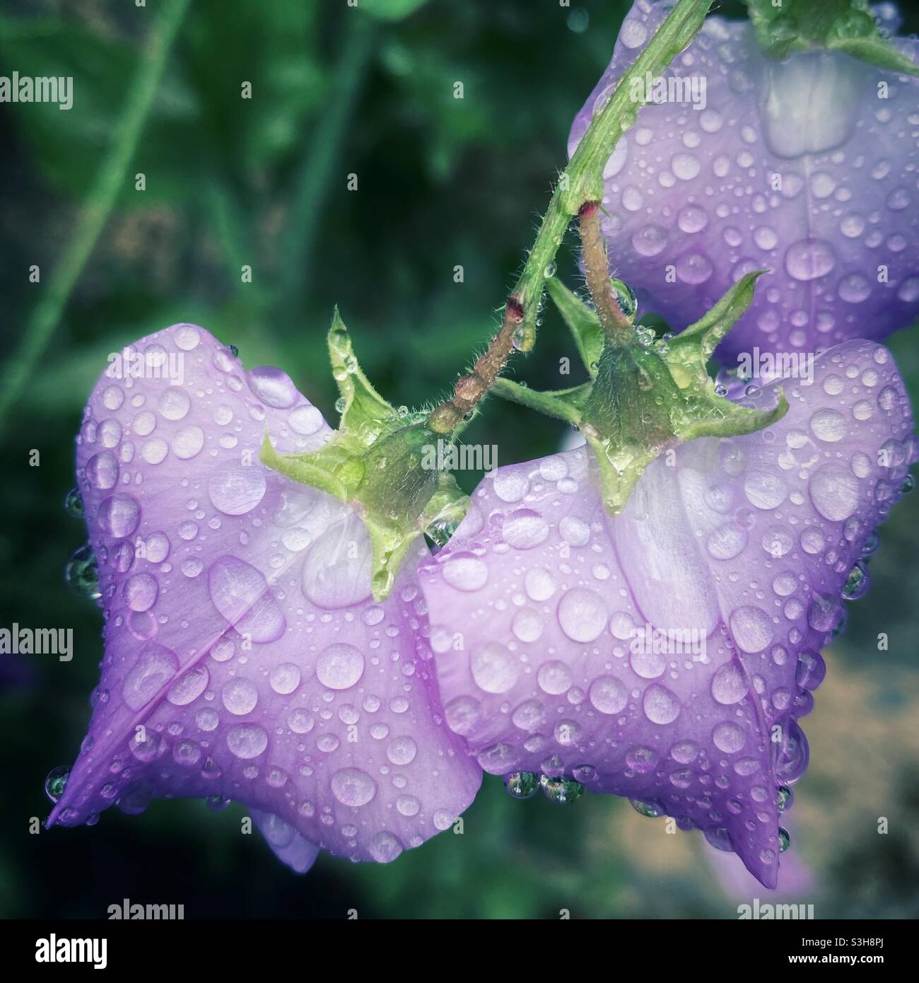 A close up photograph of delicate pink purple sweet pea flowers in the rain - Smartphone Captured Stock Image
